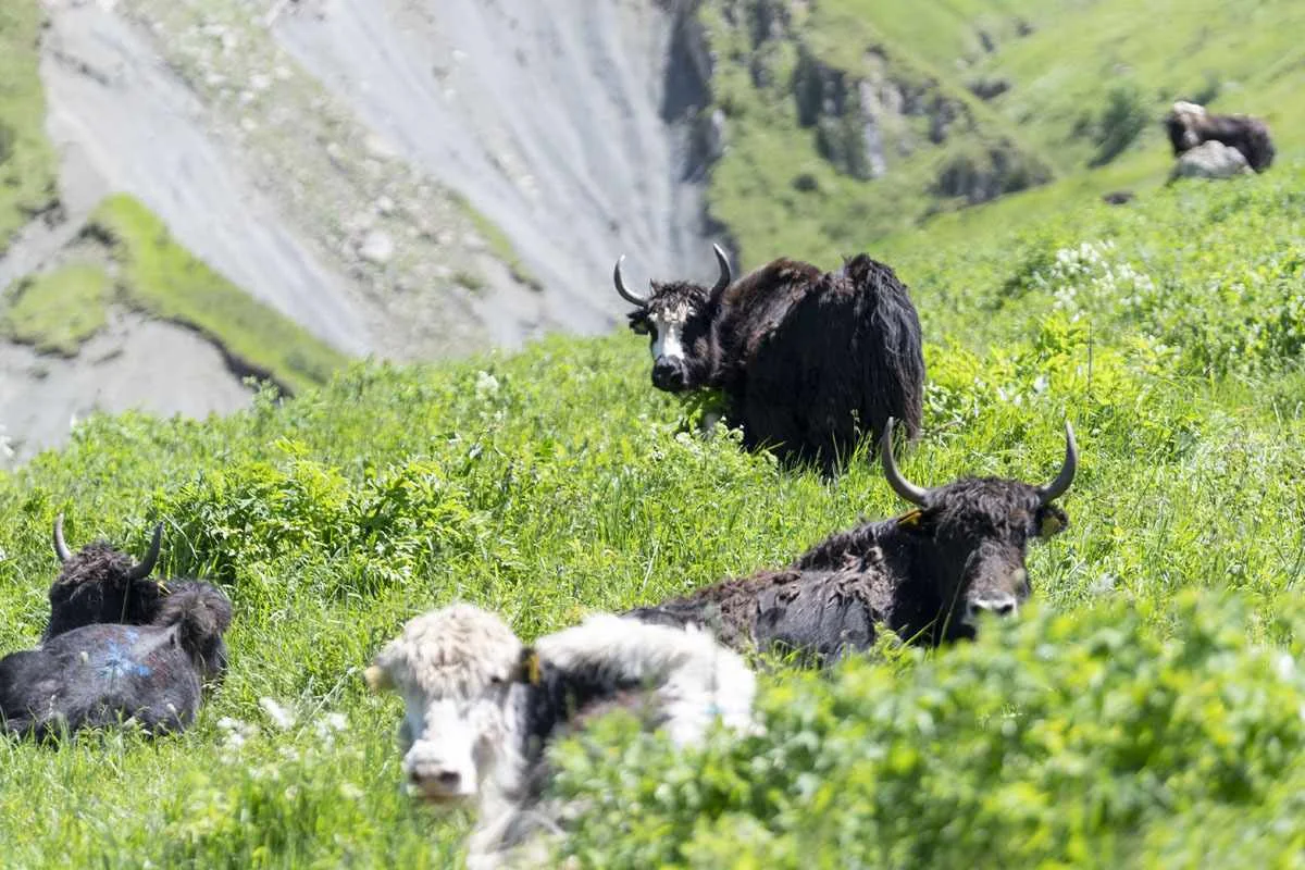 Silk Way West Airlines successfully transports yaks from Kyrgyzstan to Azerbaijan