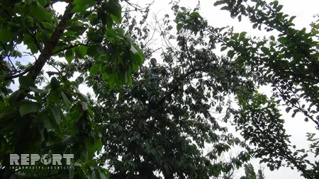 Şimal bölgəsində güclü yağış gilas bağlarına ziyan vurub - FOTO