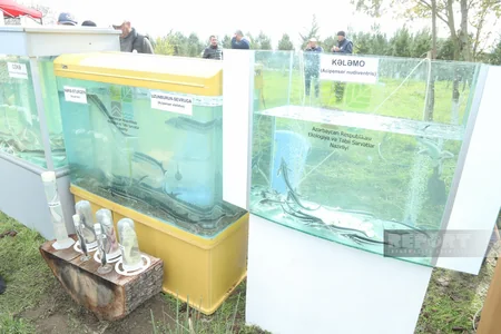 Qızılağac Milli Parkında Flaminqo Festivalı keçirilib - YENİLƏNİB