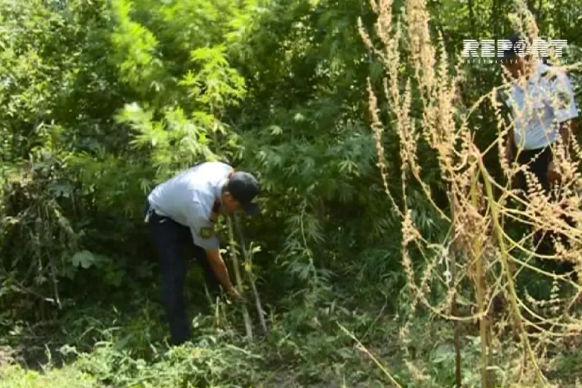 Yevlax sakininin həyətindən 61 ədəd çətənə kolu aşkar edilib - FOTO - VİDEO