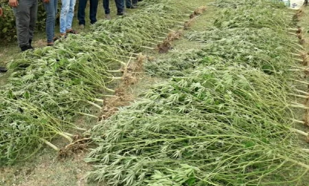 Lənkəranda çətənə bitkiləri yetişdirən şəxslər saxlanılıb