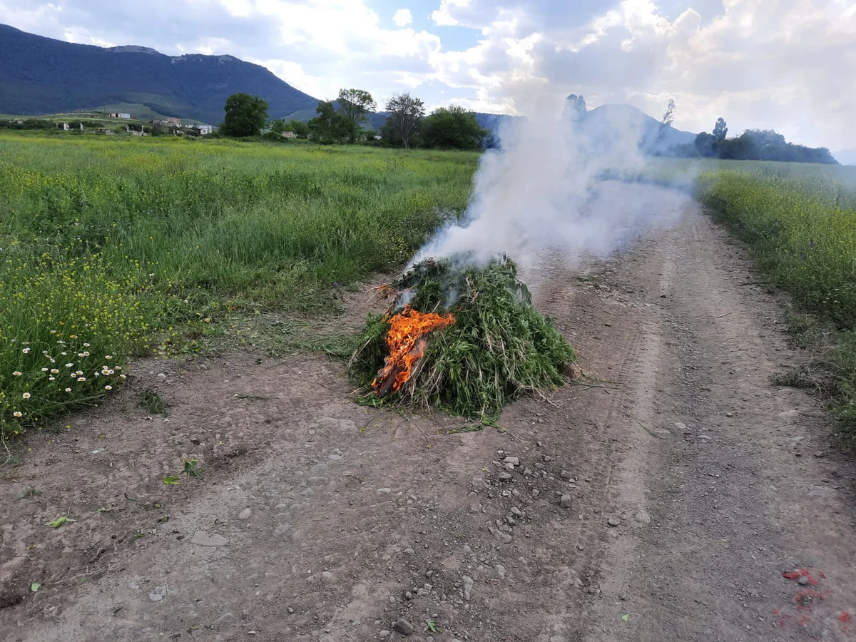 Ağdamın işğaldan azad edilən kəndində 800 kq narkotik aşkarlandı