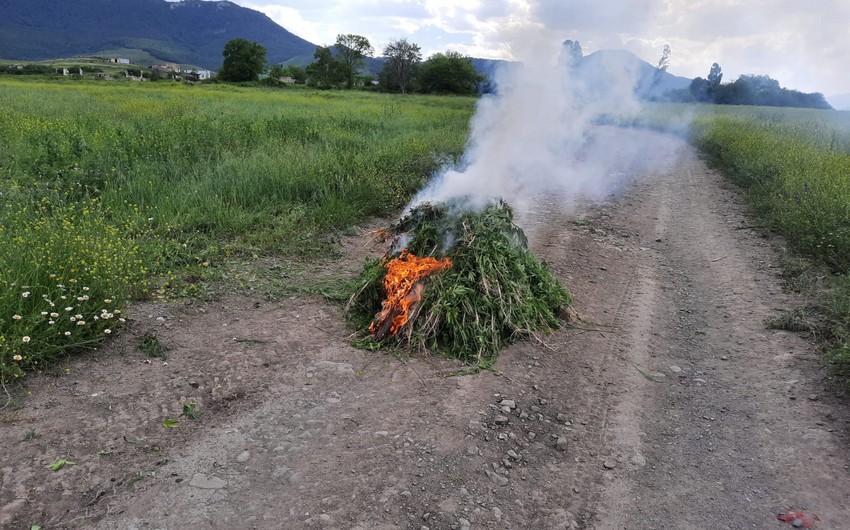 800 kg of drugs found in Aghdam's liberated village 