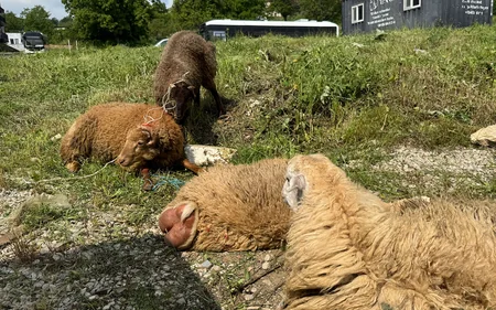 Şuşada qurban kəsilərək sakinlərə paylanılıb