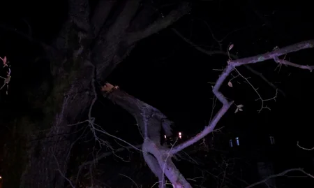 Lənkəranda güclü külək fəsadlar törədib - FOTO