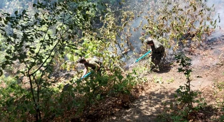 Zaqatala və İsmayıllıda yanğının qarşısı alınıb