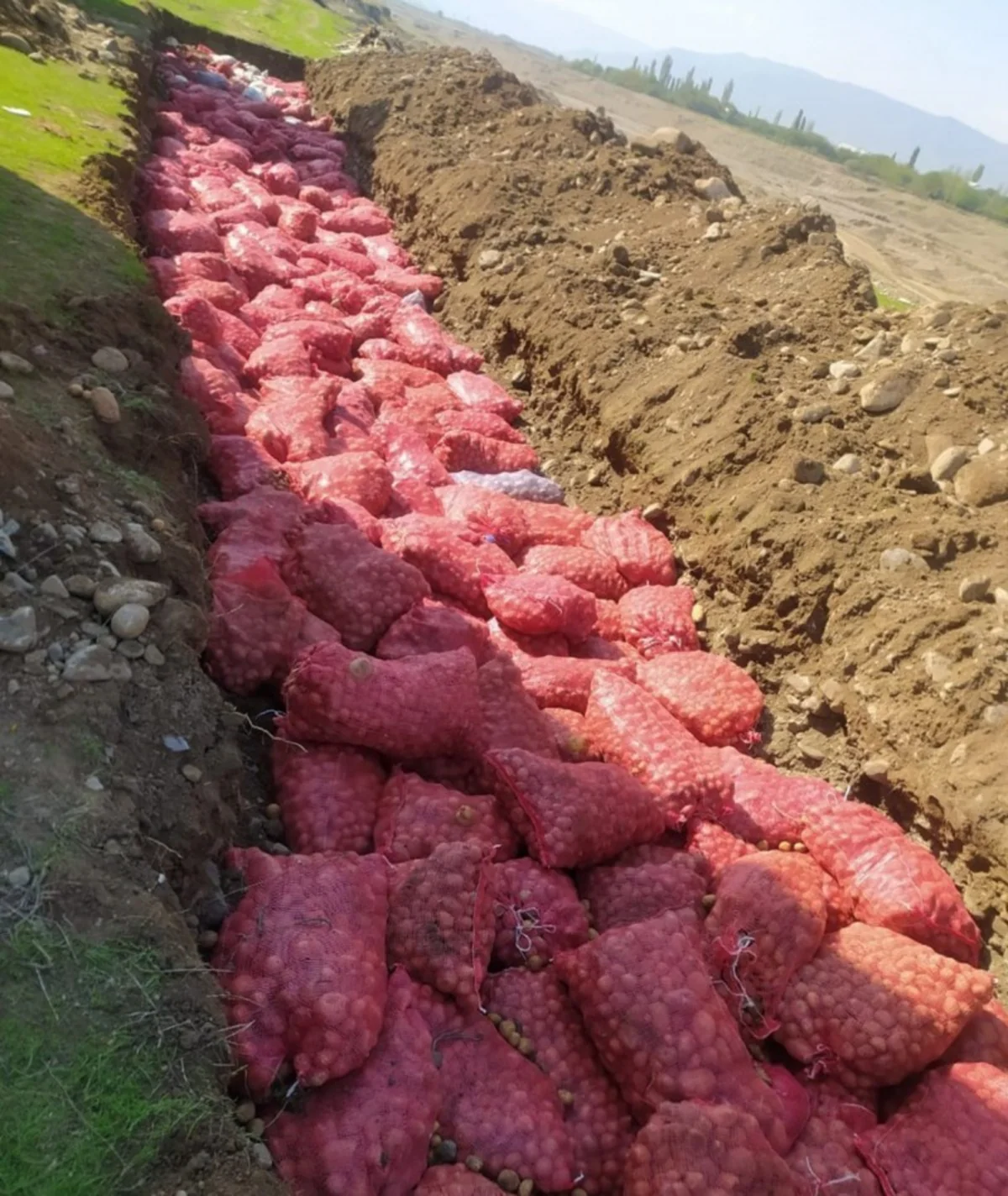 Rusiyadan Azərbaycana gətirilən kartofda zərərverici aşkarlanıb
