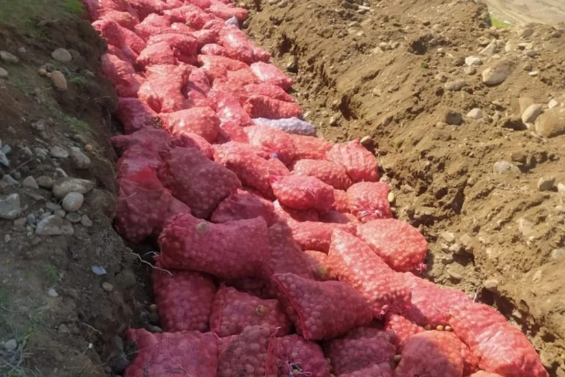 Rusiyadan Azərbaycana gətirilən kartofda zərərverici aşkarlanıb
