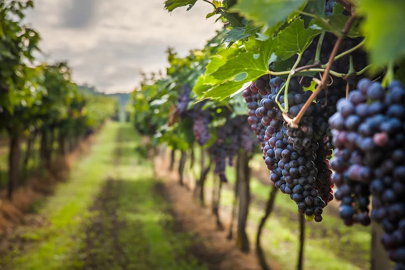 Azerbaijan increases terms of preferential loans for beginner gardeners