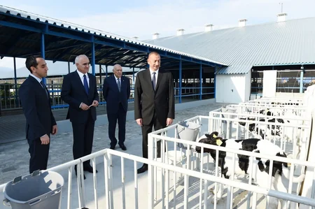 İsmayıllıda 1000 başlıq müasir heyvandarlıq kompleksinin açılışı olub