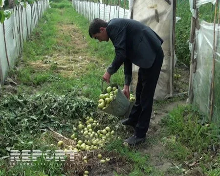 Göyçayda istixanada yetişdirilən pomidor məhsulu məhv olur - FOTO