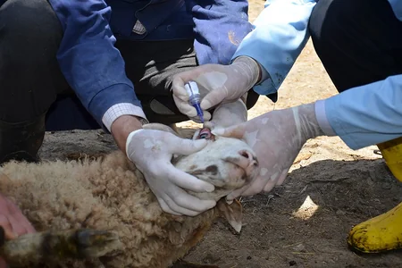 Saatlıda profilaktiki peyvəndlənmə, diaqnostiki müayinə, dezinfeksiya, dezinseksiya və müalicə tədbirləri davam etdirilir