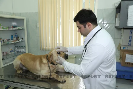 Azad olunan ərazilərə FHN-in xüsusi təlim keçmiş itləri cəlb edilib