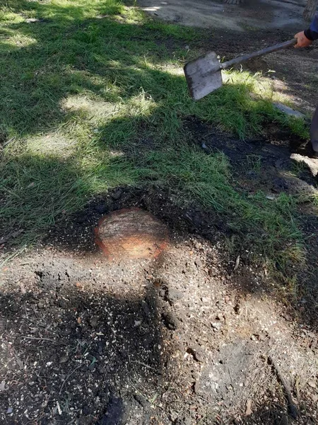 Bakıda gecə saatlarında şam ağacları kəsildi