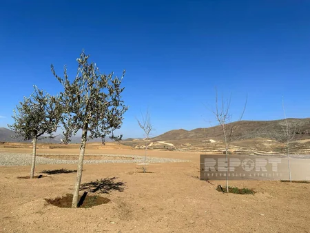 Cəbrayılda Ağıllı tingçilik ərazisində 200-dən çox şam ağacı əkilib