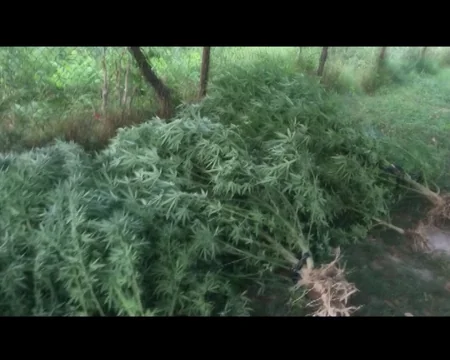 Sabirabadda 94 kiloqram çətənə kolları aşkar olunub