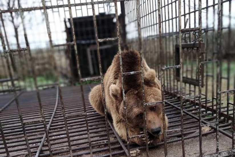 Quba sakininin həyətində adı “Qırmızı kitaba”a düşən ayı aşkarlanıb - VİDEO - YENİLƏNİB