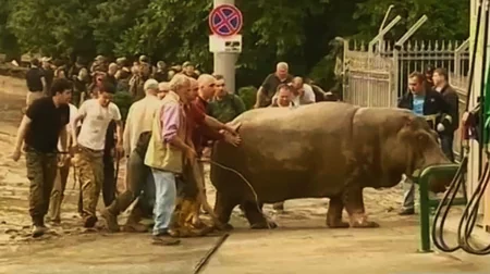 ​Tbilisidə zoopark dağılıb, heyvanlar şəhər küçələrinə axışıb - FOTO