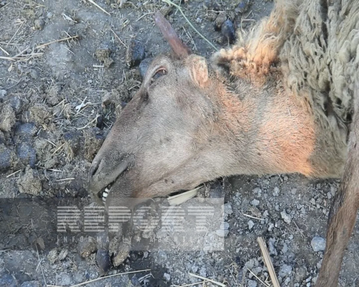 Ağdaşda iri və xırda buynuzlu heyvanlar naməlum şəraitdə tələf olur