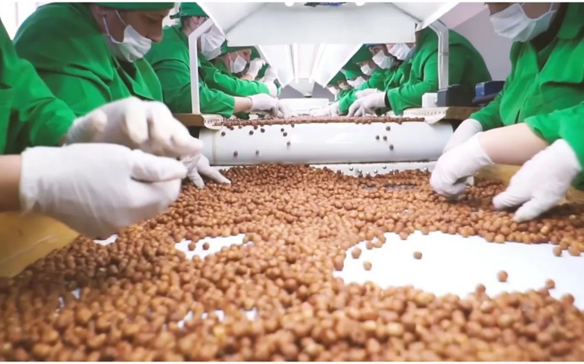 Азербайджан импортировал из Грузии 82 тонны фундука