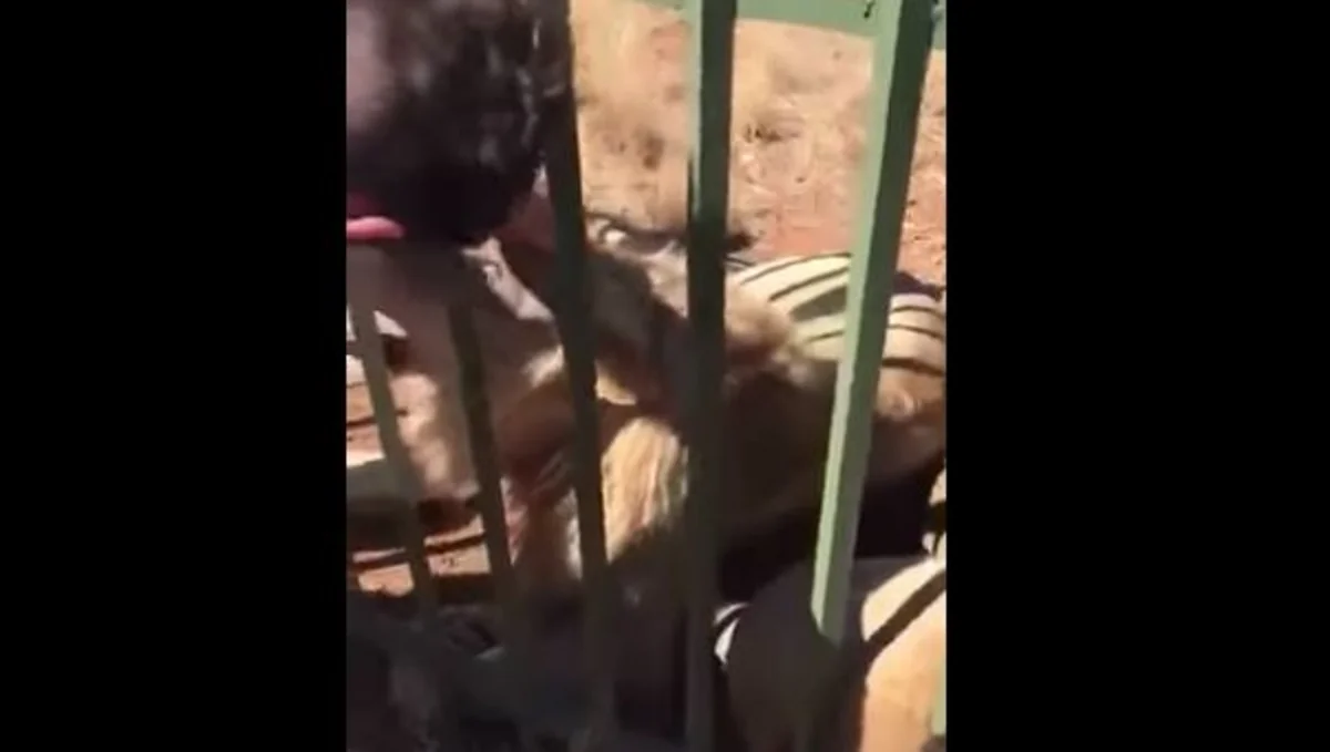 Лев укусил рэгбиста, когда она пытался его погладить - ВИДЕО