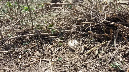 Ağcabədidə 2 ədəd tank əleyhinə mina tapılıb