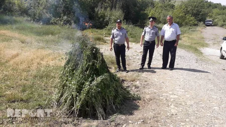 Ağsuda 1100 kiloqram çətənə kolu yandırılaraq məhv edilib - FOTO