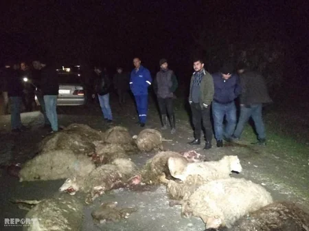 Bərdədə maşın qoyun sürüsünü vurub, 15 baş heyvan tələf olub - FOTO
