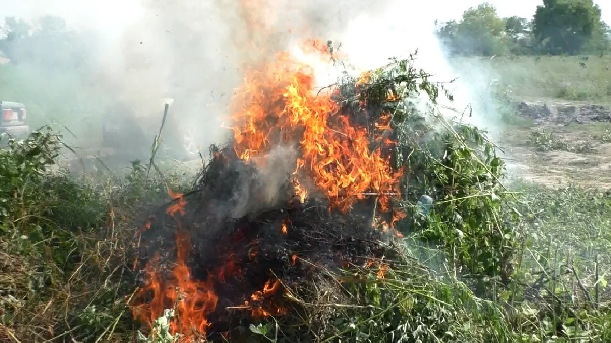 Qusarda 254 ədəd çətənə kolu aşkarlanıb - FOTO