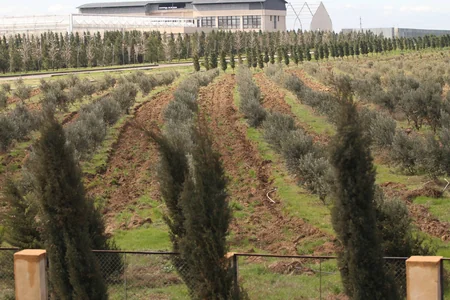 ETSN: Son 3 ayda 160 mindən çox ağac əkilib