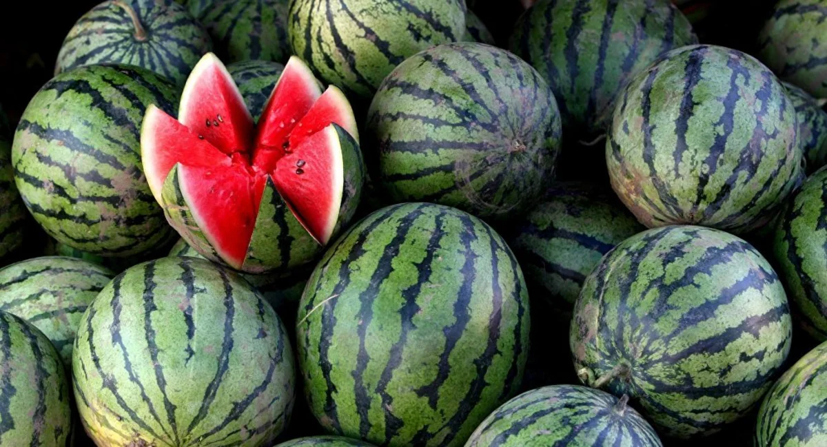 Эксперт: Фермеры стараются ускорить выращивание арбузов и продать их по выгодной цене