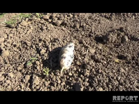 Cəlilabadın taxıl sahələrində gəmiricilərin sayı kəskin şəkildə artıb