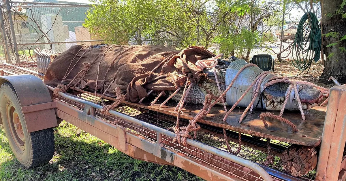 В Австралии поймали крокодила весом 350 килограммов