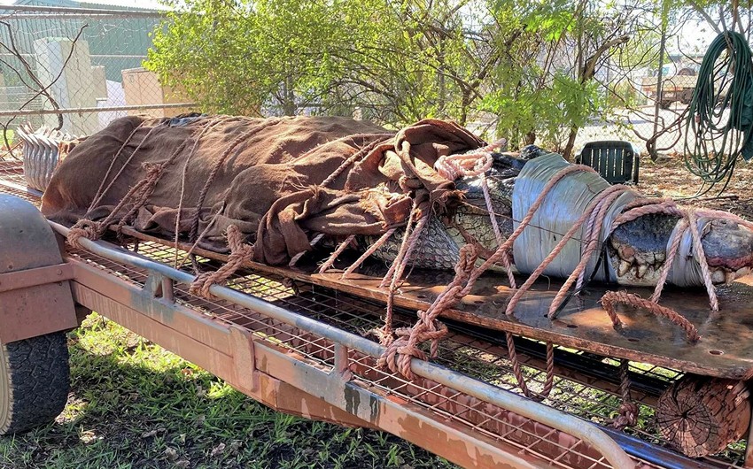 Avstraliyada 350 kiloqram ağırlığında timsah tutulub