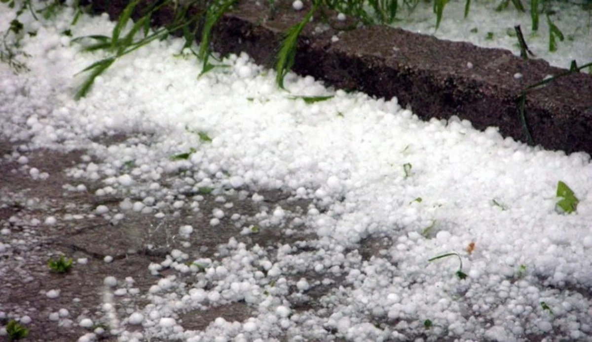 İmişlidə düşən dolu taxıl sahələrinə ciddi ziyan vurub