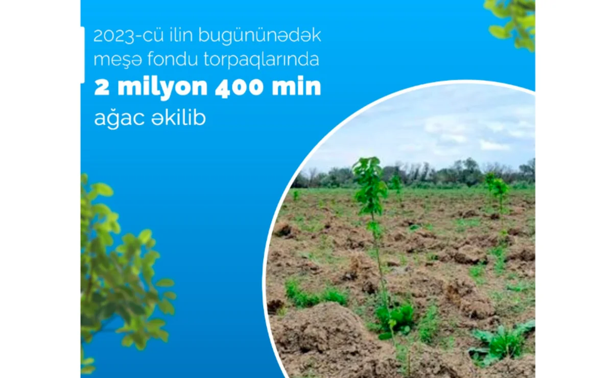 Bu il meşə fondu torpaqlarında 2 milyon 400 min ağac əkilib