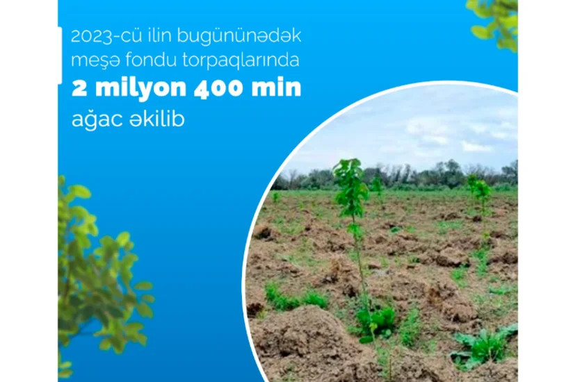 Bu il meşə fondu torpaqlarında 2 milyon 400 min ağac əkilib