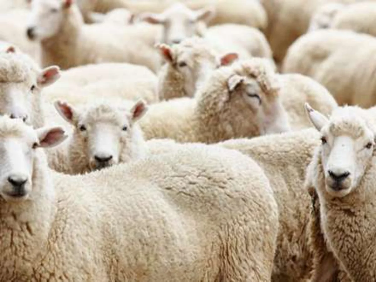 Masallıda fermadan qoyun oğurlayan həmkəndlilər saxlanılıb