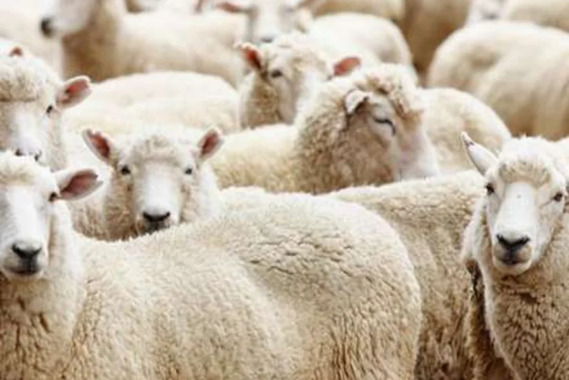 Qurban bayramında heyvanların satış və kəsim məntəqələrinin ünvanları bəlli olub - SİYAHI