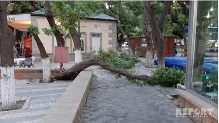 Bakıda parkda ağacın budaqları qırılaraq attraksionların üstünə düşüb - FOTO