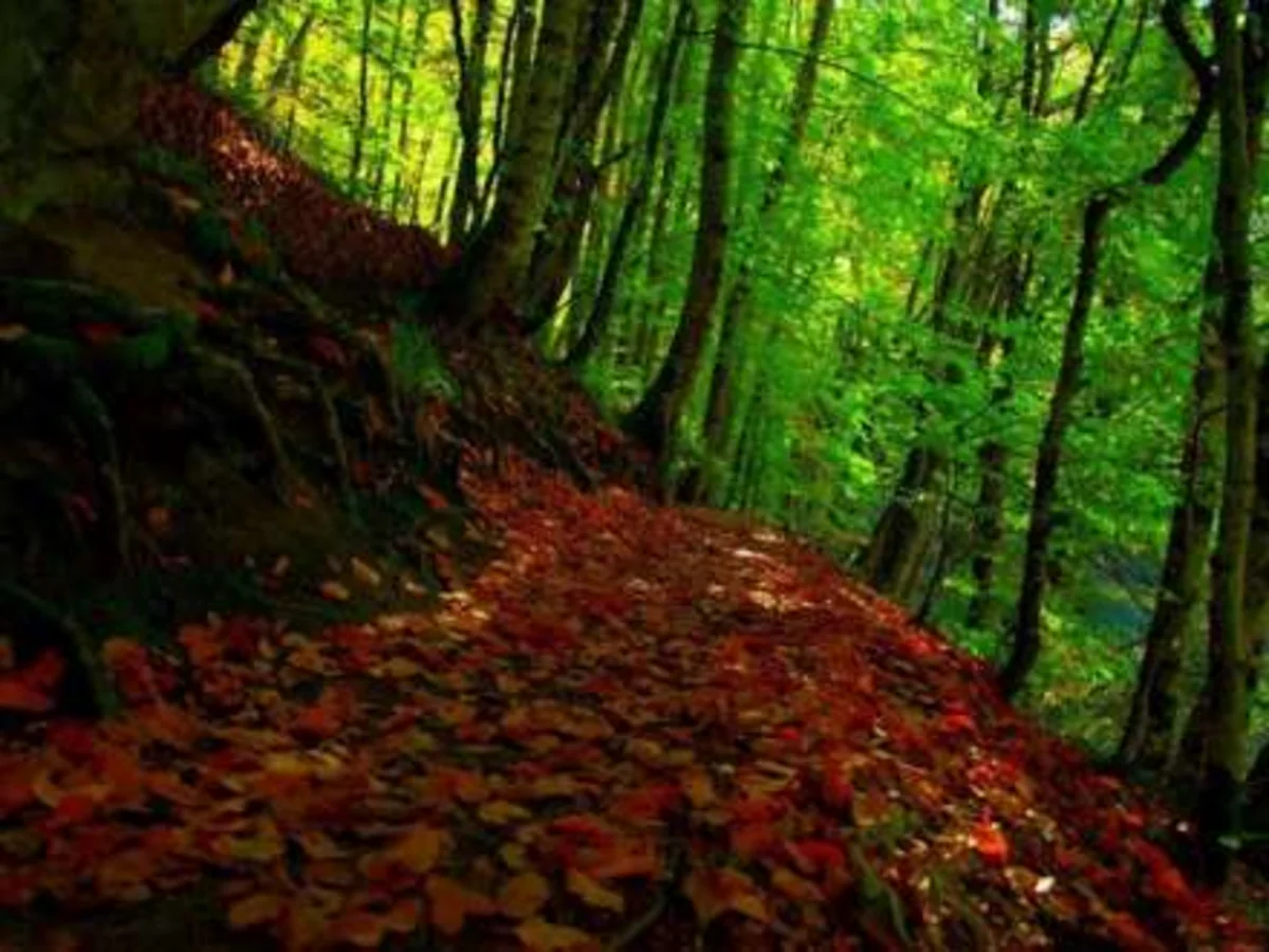 Meşədə azan Quba sakininin axtarışı davam edir