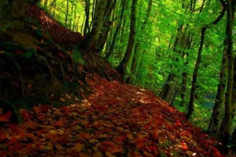 Meşədə azan Quba sakininin axtarışı davam edir