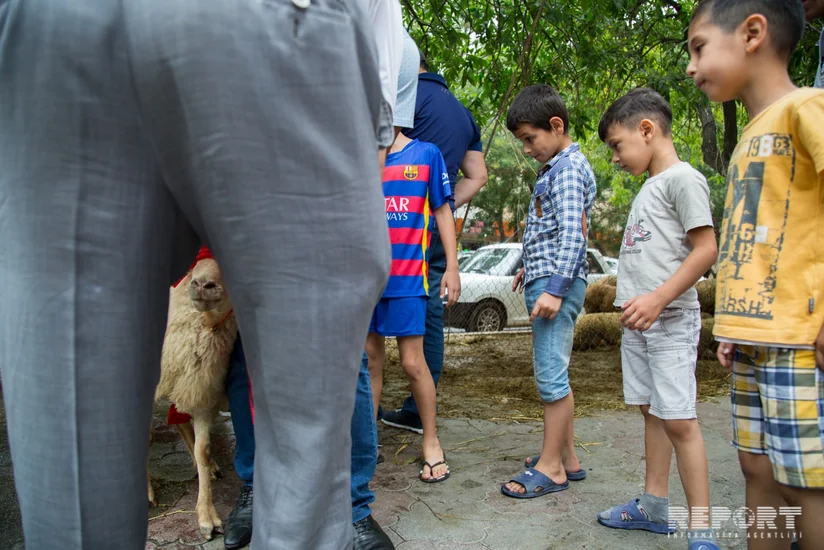 Uşaq bağçalarına gedən yolların üstündə heyvan kəsmək olmaz - QURBAN HAZIRLIQLARI