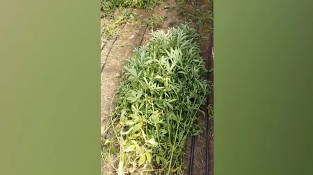 Bakıda 19 kiloqram narkotik vasitə qanunsuz dövriyyədən çıxarılıb