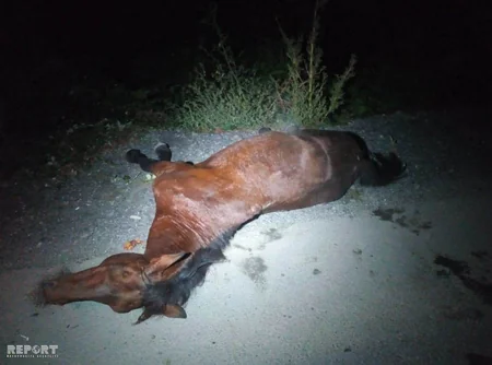 В Гахе лошадь стала причиной аварии, пострадала женщина - ФОТО