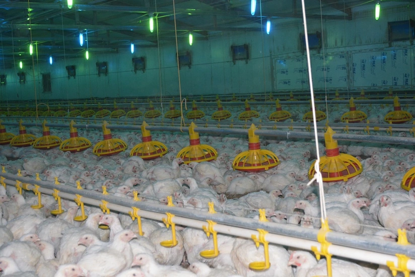 “İsmayıllı Quşçuluq” səhmdarlarına dividend ödəyəcək