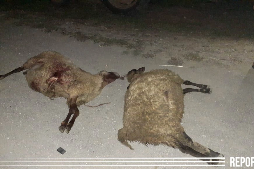 Ağstafada avtomobil 20 baş xırdabuynuzlu heyvanı vurub