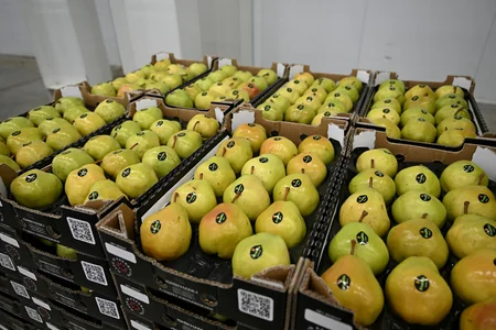 President Ilham Aliyev inspects operations of horticulture and cold storage complex in Gusar District