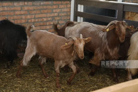 130 kq çəki, günə 6 litrə qədər süd - Laçındakı müasir keçi fermasından - REPORTAJ