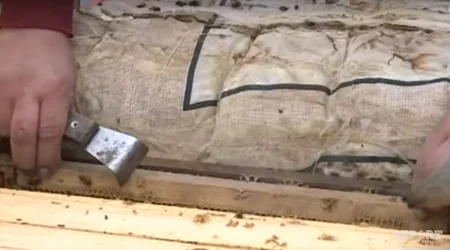 Astarada ziyanverici həşəratlar arıçılığa ciddi ziyan vurub